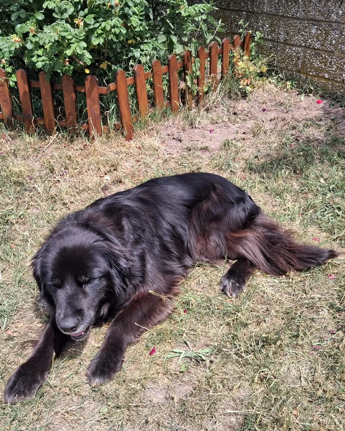 Hofhund Berta liegt entspannt im Garten des Bauernhofs Gößwein